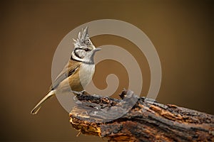 Crested tit in the forest