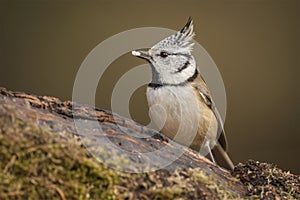 Crested tit in the forest