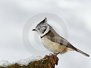 Crested tit (Parus cristatus) photo