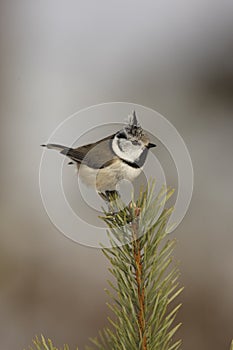 Crested tit, Parus cristatus