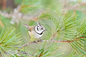 Crested tit (Parus cristatus)