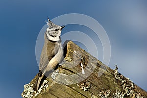 Crested Tit (Parus cristatus) on the edge