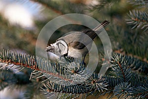 Crested tit Lophophanes cristatus, sits on branch and eat snow, biosphere area