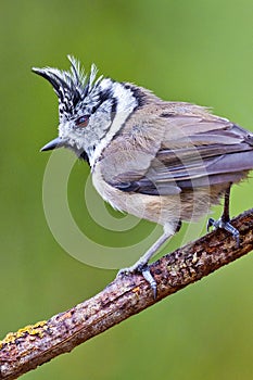 Crested Tit, Parus cristatus, Spanish Forest