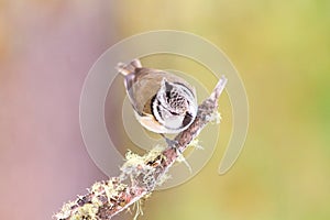 Crested tit (Parus cristatus)