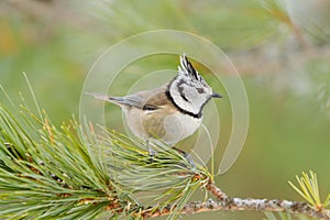 Crested tit (Parus cristatus)