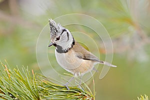 Crested tit (Parus cristatus)