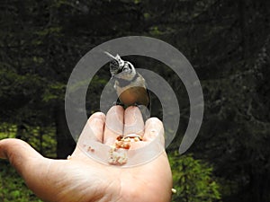 A crested Tit perched on a hand