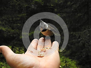 A crested Tit perched on a hand