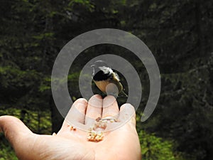 A crested Tit perched on a hand