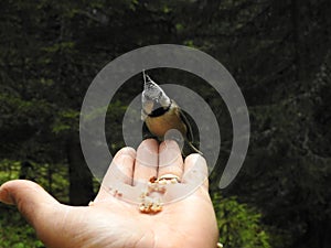 A crested Tit perched on a hand