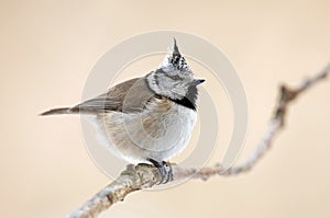 Crested tit