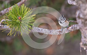 Crested Tit with pine tree needles