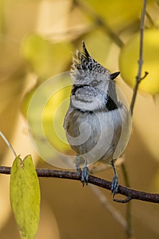 Crested Tit
