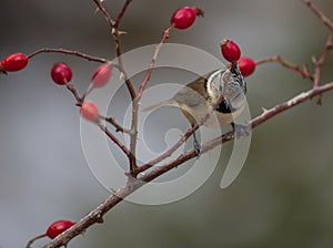 Crested Tit with red fruits
