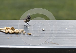 A crested tit seeks seeds photo