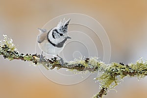 Crested Tit sitting on beautiful lichen branch with clear background. Song bird in the nature habitat. Detail songbird portrait of