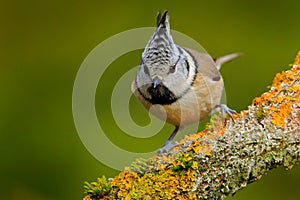 Crested Tit sitting on beautiful lichen branch with clear yellow background. Bird in the nature habitat. Detail portrait of