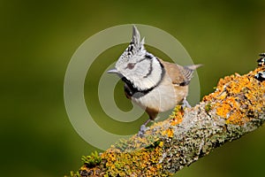 Crested Tit sitting on beautiful lichen branch with clear yellow background. Bird in the nature habitat. Detail portrait of songbi