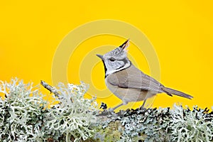 Crested Tit sitting on beautiful lichen branch with clear yellow background. Bird in the nature habitat. Detail portrait of Songbi