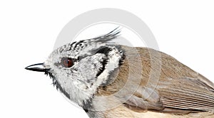 The Crested Tit on a white background.