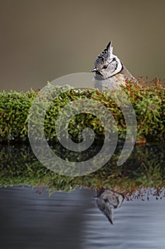 Crested tit by a winter pool