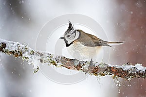 Crested tit in winter while it snows