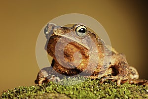 Crested toad amphibian big mouth and eyes