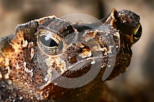 Crested toad amphibian eye tropical animal