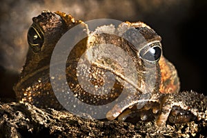 Crested toad wild animal close up big eyes