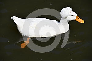 A Crested White Duck