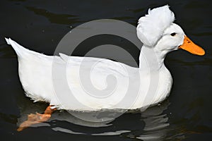 A Crested White Duck