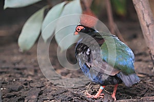 Crested wood partridge