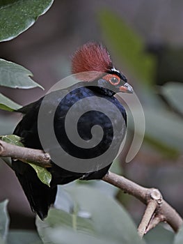 Crested Wood Partridge (Rollulus roulroul)
