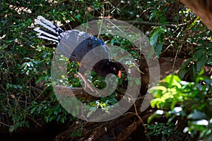 Crestless Curassow bird
