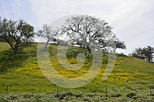 Creston Hillside in bloom photo