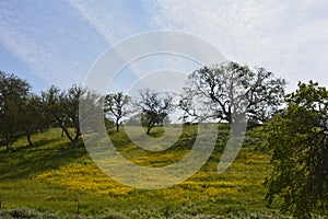 Creston Hillside in bloom photo