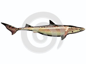 Cretaceous Shark