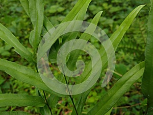 The Cretan brake (Pteris cretica) fern leaf, close-up view