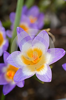 Cretan Crocus sieberi subsp. sublimis forma tricolor flower