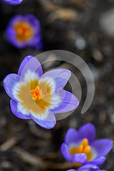 Cretan Crocus sieberi subsp. sublimis forma tricolor flowers