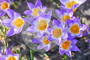 Cretan Crocus sieberi subsp. sublimis forma tricolor, many flowers in the sun