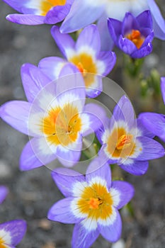 Cretan Crocus sieberi subsp. sublimis forma tricolor some flowers in the sun