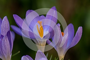 Cretan Crocus sieberi Tricolor, close-up of purple flowers