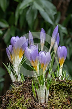 Cretan Crocus sieberi Tricolor, yellow-purple budding flowers