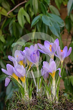 Cretan Crocus sieberi Tricolor, yellow-purple flowering plants