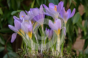 Cretan Crocus sieberi Tricolor, yellow-purple flowering plants in garden