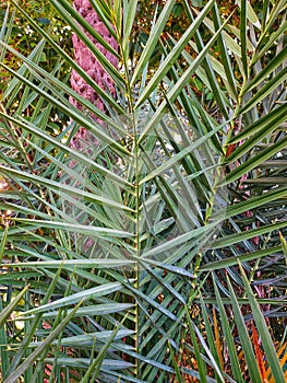 Cretan data palm phoenix theophrasti is a palm endemic to create,A small date palm tree in ground