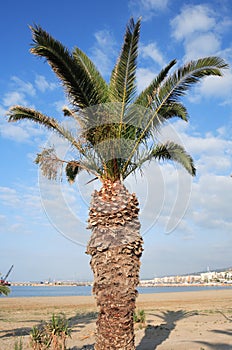 Cretan date palm Phoenix theophrasti