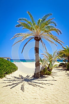 Cretan Date palm tree on idyllic Vai Beach